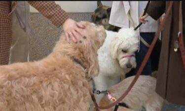 River North residents said dozens of dogs are getting electrically shocked just by entering or exiting the building