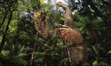 An illustration of what Duonychus tsogtbaatari may have looked like in life