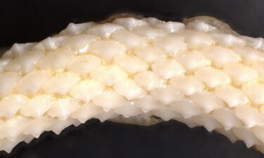 A rig shark's flat