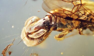 A closer view of Sirenobethylus charybdis shows the Venus flytrap-like structure on the wasp's abdomen.