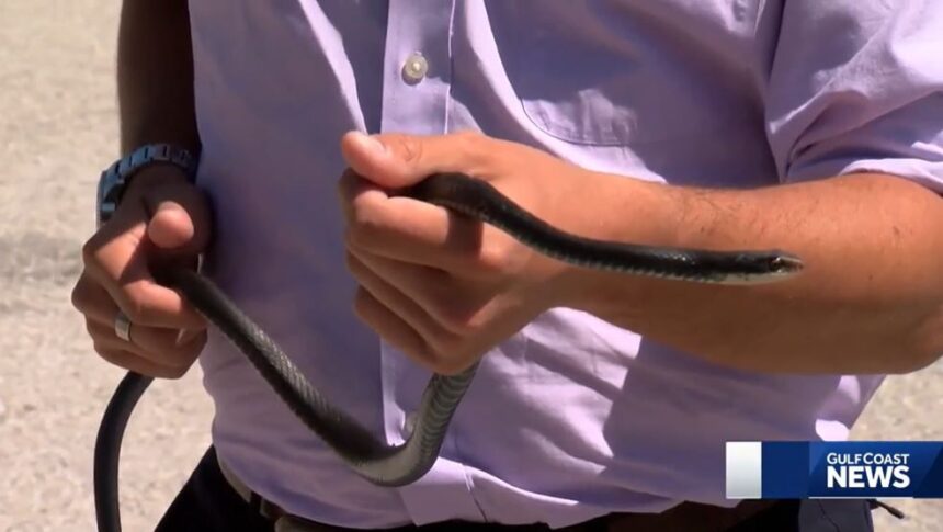 <i>WBBH via CNN Newsource</i><br/>Two snakes were discovered and removed from a second-story condo in North Naples Wednesday
