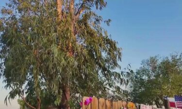"The Miracle Tree" is an olive tree native to Jerusalem that grew into a tree from a branch in the ground fertilized with prayer