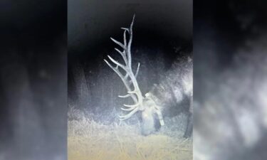 The bull elk