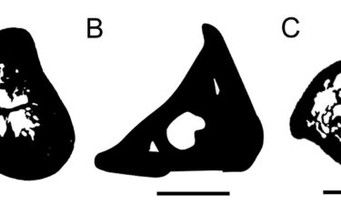 A cross-section comparison shows (from left) a Kryoryctes (A)