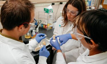 Senior author Chelsea Heveran (center) of Montana State University Bozeman and students (from left) Ethan Viles and Liv Aspholm work as a team to prepare the biomineralized material.