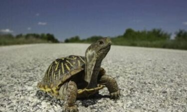 A turtle crossing the road in the warm spring months.