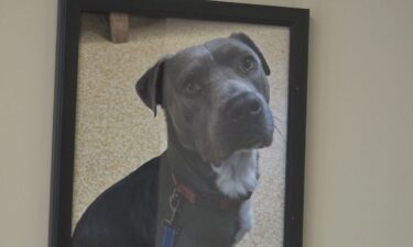 Photo of Baker the dog