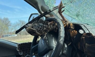Michigan State Police are asking drivers to be cautious after a turkey flew through a driver's windshield along I-96 this week.