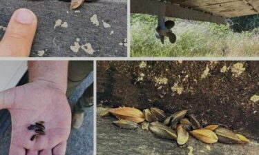 After implementing an inspection and quarantine program at Folsom Lake to try to stop the spread of golden mussels