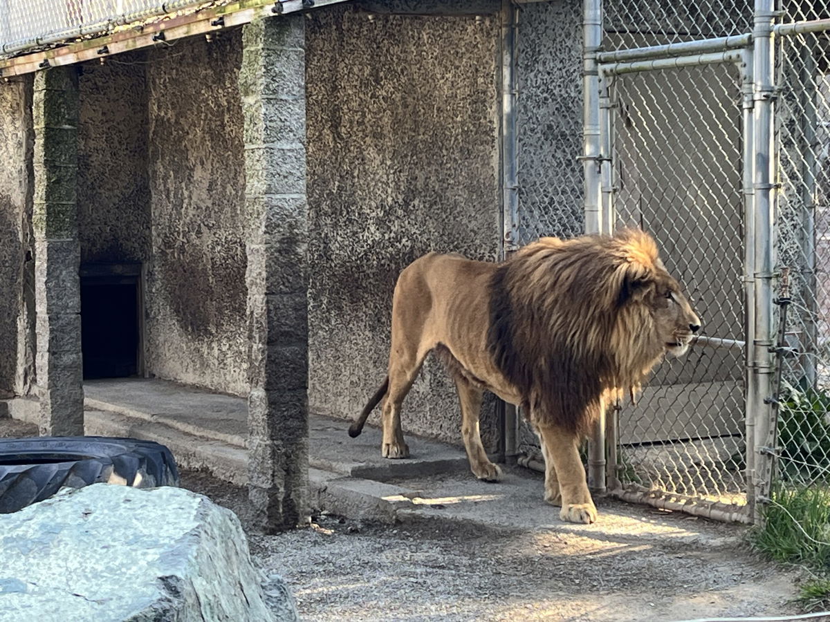 Lion in enclosure at Wild Game Safari Park