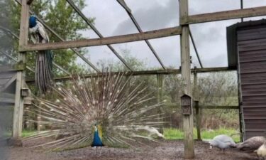 A peacock that escaped from a Milford farm has become a local sensation