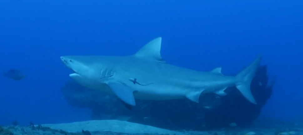 <i>WBZ/Massachusetts Division of Marine Fisheries via CNN Newsource</i><br/>