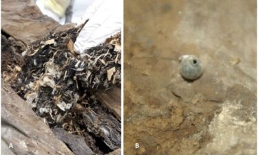 Researchers found material (left) such as small wood chips and flax fabric stuffed inside the mummified remains