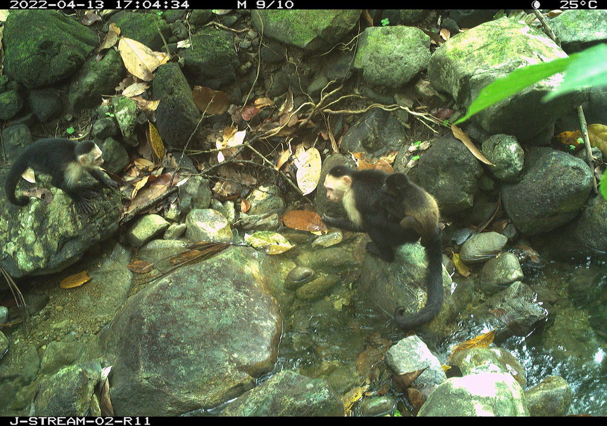 <i>Brendan Barrett/Max Planck Institute of Animal Behavior via CNN Newsource</i><br/>The male capuchins appeared to have few interactions with the kidnapped baby howlers.