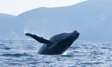 Many whale populations
