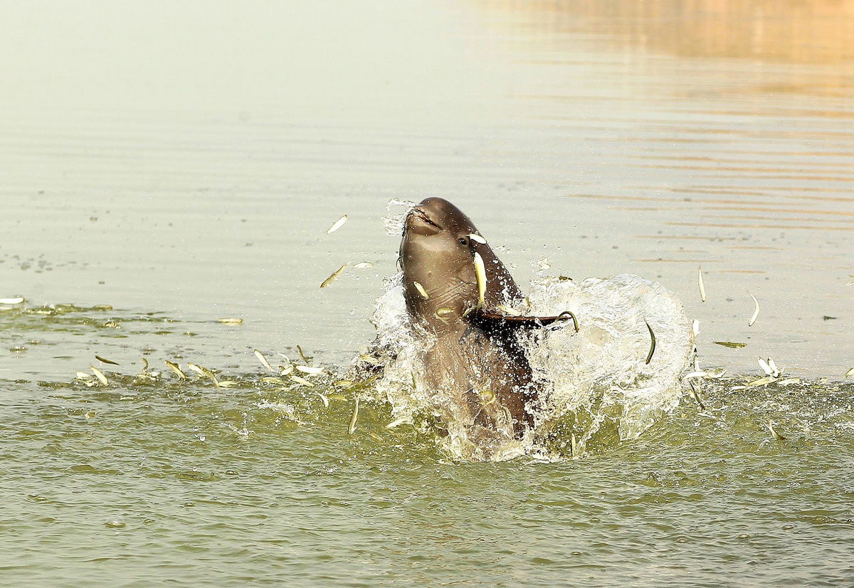 <i>Huigong Yu via CNN Newsource</i><br/>A Yangtze finless porpoise hunts in Poyang Lake in Jiangxi province. The critically endangered species lives only in the middle-lower Yangtze River basin