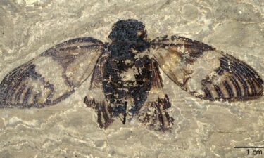 This fossil of an adult female cicada is remarkably well preserved. It was found in the Messel Pit in Germany