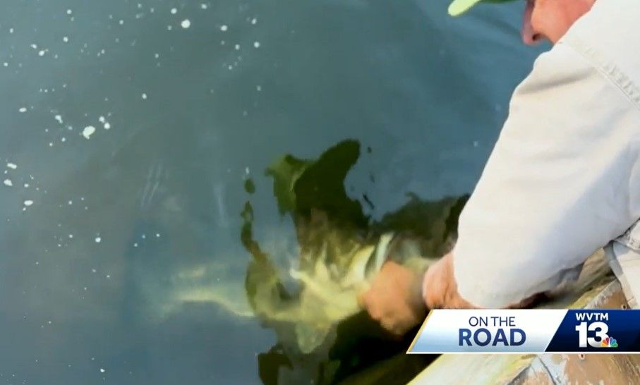 <i>WVTM via CNN Newsource</i><br/>Woodard doesn’t use a fishing pole. No hooks. No bait. No net. Instead