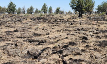 Alder Springs Fire fuels treatment