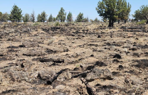 Alder Springs Fire fuels treatment