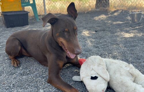 Furry Friends: Rocco the Doberman has a heart of gold
