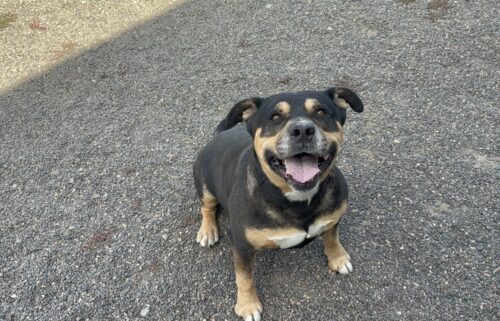 Furry Friends: Bronco is a mellow boy but loves to play tug-o-war!