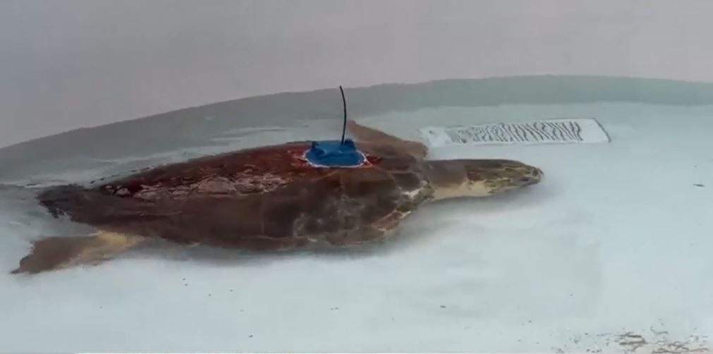 <i>WPBF via CNN Newsource</i><br/>A subadult amputee loggerhead sea turtle was returned to the ocean after being found debilitated from severe predator bite wounds.