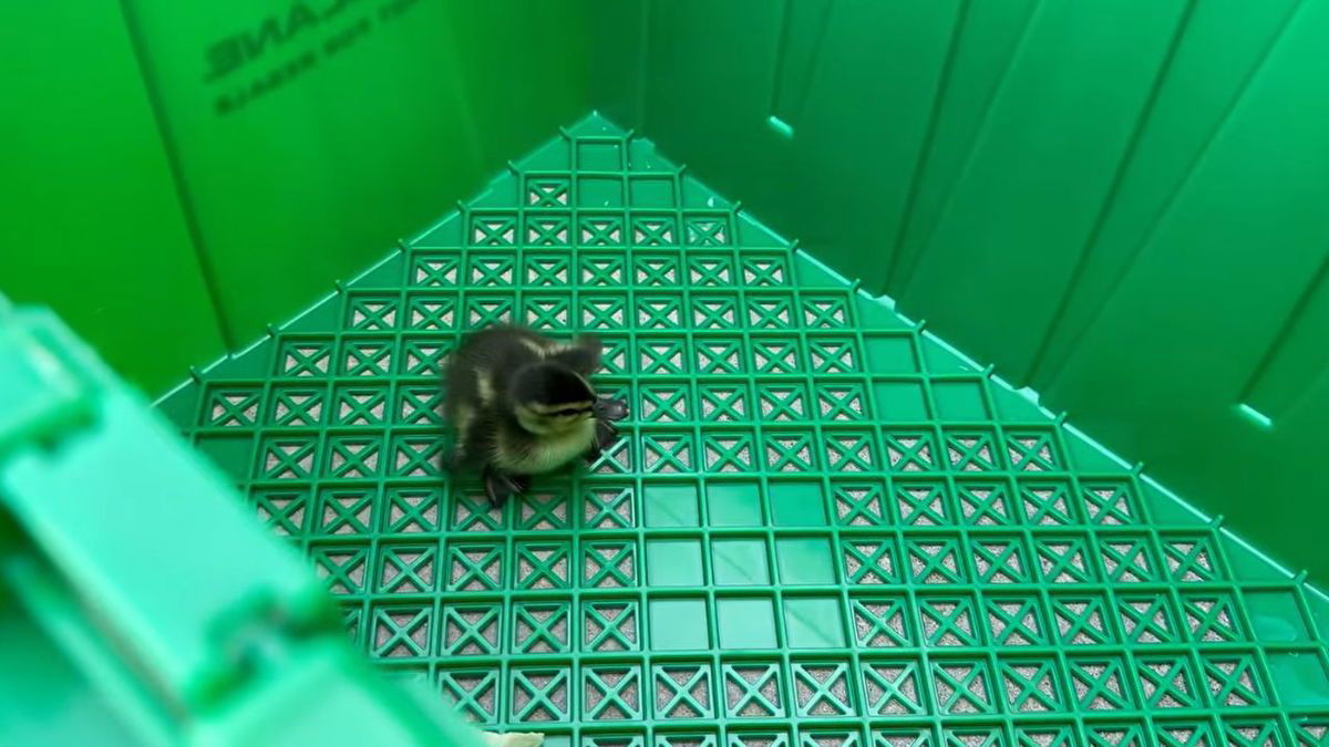 <i>KRDO via CNN Newsource</i><br/>Colorado Springs Fire Engine 23 rescued baby ducklings on Friday