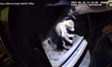 A Jefferson County homeowner found more than just firewood in their wood-burning stove last month – they discovered it had become a makeshift home for a mother raccoon and her four babies!