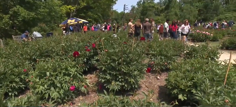 <i>WWJ via CNN Newsource</i><br/>Thousands of peonies were vandalized at a University of Michigan garden at the peak of the flower's bloom time.