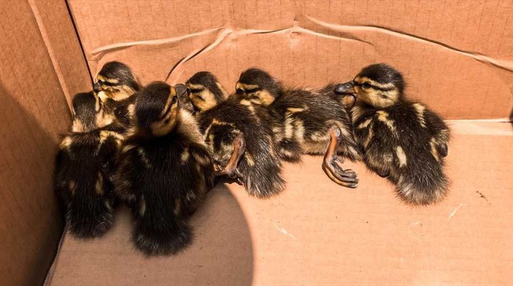 <i>Northeast Adams Fire and EMS via CNN Newsource</i><br/>Northeast Adams Fire and EMS volunteer firefighters rescued the six ducklings after they fell into a storm drain on Abbotstown Street in East Berlin.