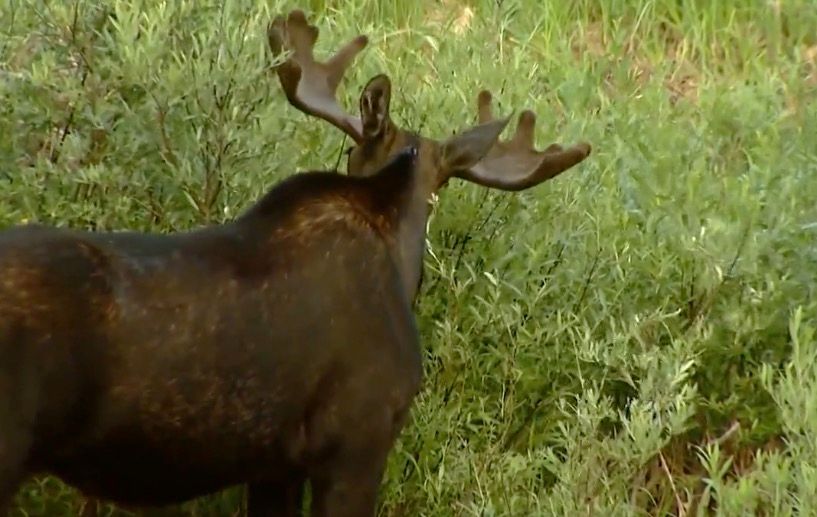 <i>KCNC via CNN Newsource</i><br/>Colorado Parks and Wildlife is urging caution after three separate moose attacks in three days across the state. The department says it's mostly a coincidence that all of the attacks happened in a stretch of only a few days.