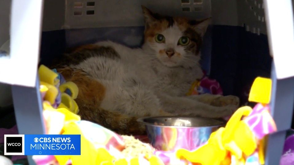 <i>WCCO via CNN Newsource</i><br/>
