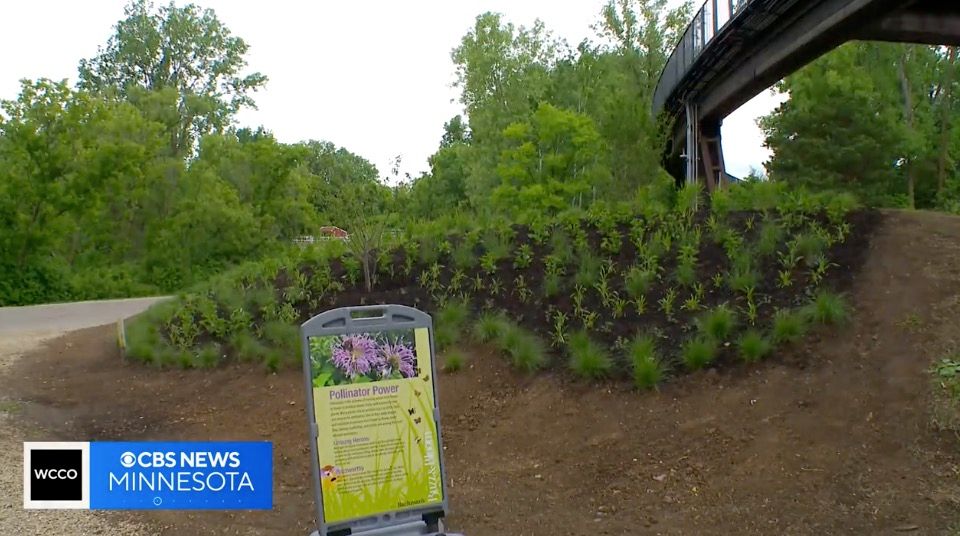 <i>WCCO via CNN Newsource</i><br/>Bachman West and the Bachman's team have partnered with the zoo to bring awareness to the important role of the state's native pollinators. Last week