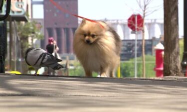 Screech the pigeon and Flash the dog have become unlikely friends.