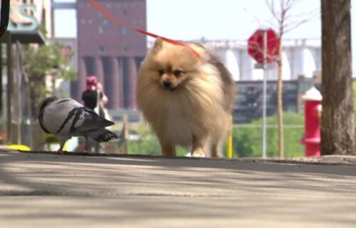 Screech the pigeon and Flash the dog have become unlikely friends.