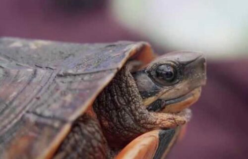 More than 250 species of reptiles and amphibians call Iguanaland home. And it's not just home to those creatures but to animal aficionado Ty Park.