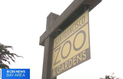 Mayor Daniel Lurie has joined a growing chorus of voices calling for new leadership at the San Francisco Zoo