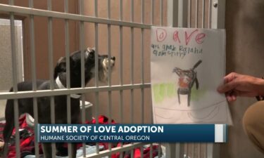 Summer of Love Dave dog adopted
