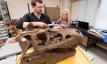 Voris (left) and Darla Zelenitsky have been studying the evolution of tyrannosaurs.