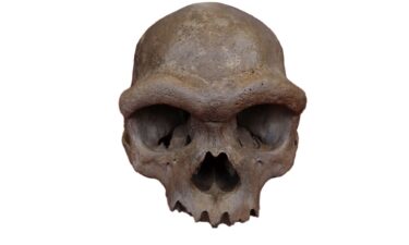 The nearly complete cranium recovered from a well in Harbin