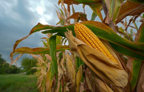 Storm clouds build above a corn field in August 2024