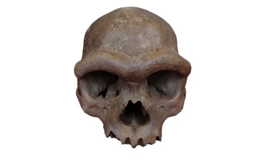 The nearly complete cranium recovered from a well in Harbin