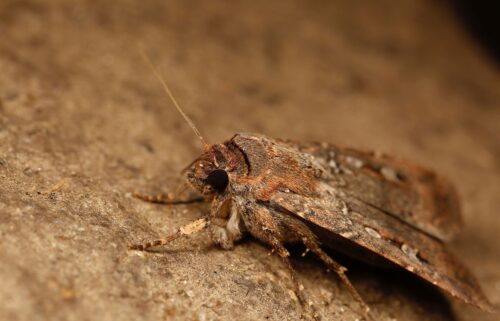 The nocturnal Bogong moth makes an epic journey to cool caves in the Australian Alps