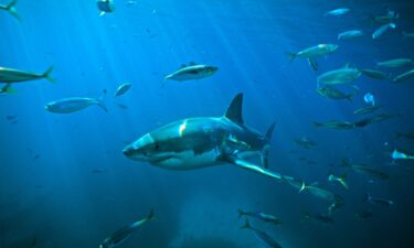 A great white shark swims through a school of Tommy roughs in South Australia