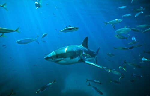A great white shark swims through a school of Tommy roughs in South Australia