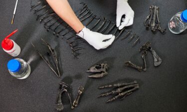The skull was missing from the skeleton