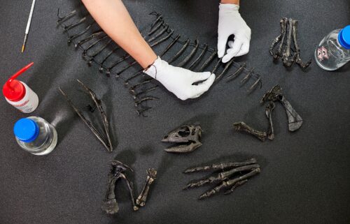 The skull was missing from the skeleton