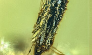 An ant pupa infected with a parasitic fungus is seen encased in 99 million-year-old amber.