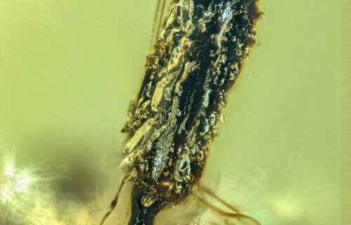An ant pupa infected with a parasitic fungus is seen encased in 99 million-year-old amber.